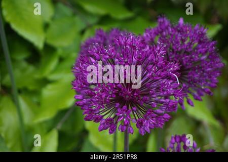 Gros plan de deux fleurs d'allium Banque D'Images