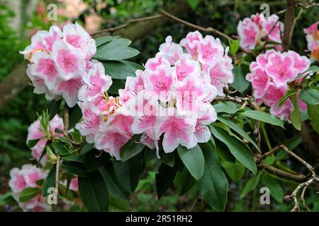 Rhododendron 'Janet Ward' en fleur. Banque D'Images