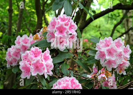 Rhododendron 'Janet Ward' en fleur. Banque D'Images