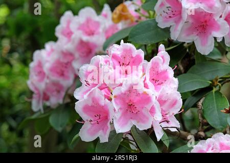 Rhododendron 'Janet Ward' en fleur. Banque D'Images