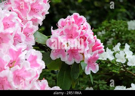 Rhododendron 'Janet Ward' en fleur. Banque D'Images