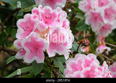 Rhododendron 'Janet Ward' en fleur. Banque D'Images