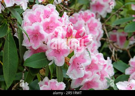 Rhododendron 'Janet Ward' en fleur. Banque D'Images