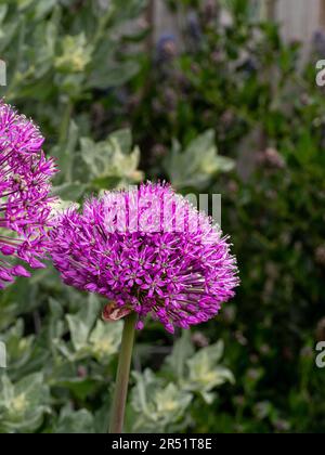 Les fleurs en forme de boule pourpre de l'Allium 'Purple sensation' Banque D'Images