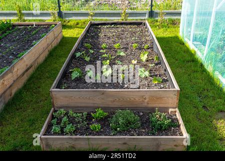 Une caisse en bois avec des plantules de citrouille, debout à côté d'une serre en feuilles. Banque D'Images