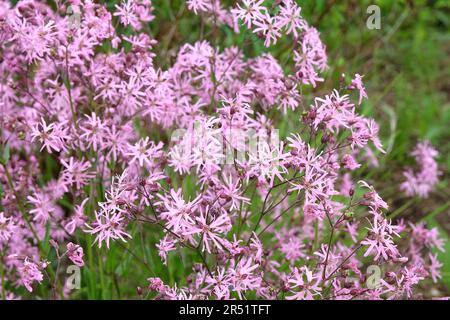 Camping rouge-gorge rose en fleurs. Banque D'Images