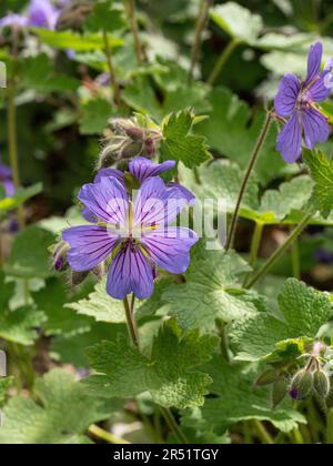 Les délicates fleurs pourpres pâle de Geranium platypetalum rétro-éclairées par le faible soleil Banque D'Images