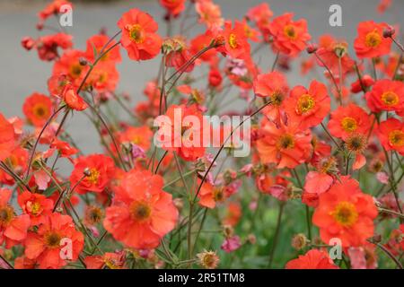 Rouge Geum 'Tempest de carlet' en fleur. Banque D'Images