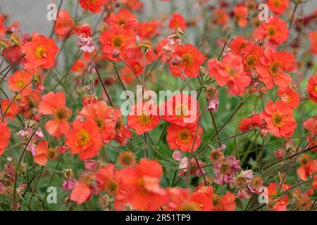 Rouge Geum 'Tempest de carlet' en fleur. Banque D'Images