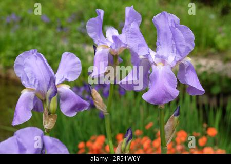 Iris pallida, the Dalmatian iris or sweet iris, in flower. Banque D'Images