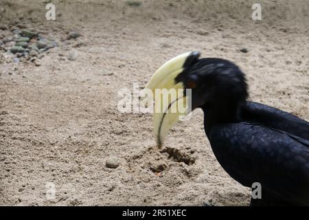 Un Hornbill sur le terrain Banque D'Images