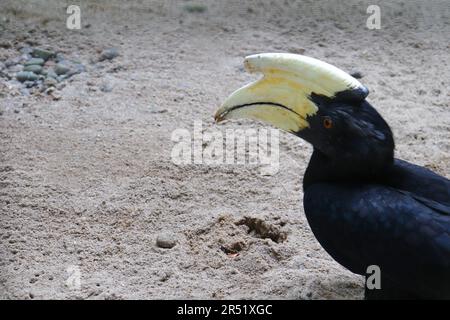Un Hornbill sur le terrain Banque D'Images