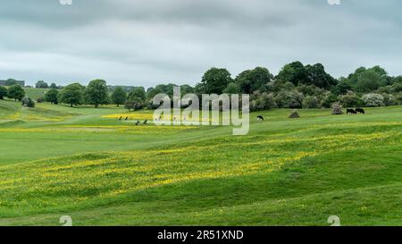 Le parc public et le parcours de golf de westwood avec des golfeurs et des vaches flanqués d'arbres, des fleurs sauvages au printemps à Beverley, au Royaume-Uni. Banque D'Images