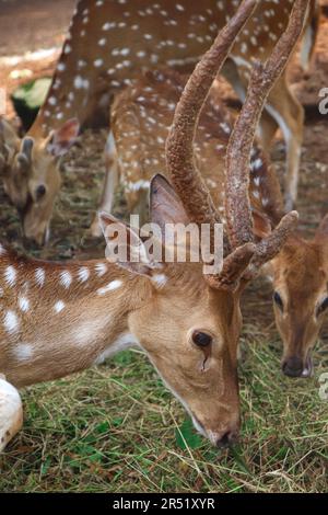 Une photo en gros plan d'un cerf à pois adulte mangeant de l'herbe Banque D'Images