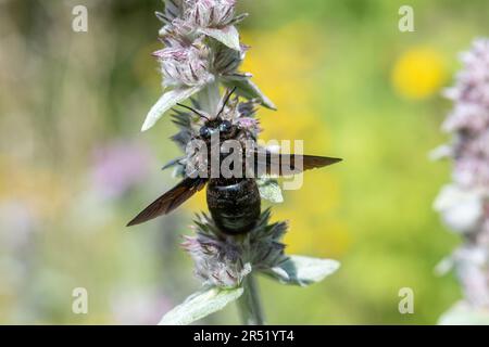 Une grande espèce d'abeille charpentier qui s'ébâche sur une fleur sauvage en Italie centrale, en Europe Banque D'Images