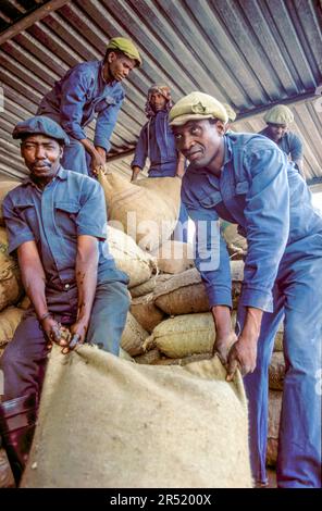 Mozambique, région de Xai-Xai; ouvriers soulevant des sacs de jute avec du café récolté et séché . Banque D'Images