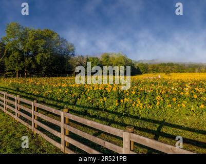 Champs de tournesol aériens - vue du drone supérieur des champs de tournesol à pleine fleur dans l'état du jardin du New Jersey. Cette image est également disponible en noir Banque D'Images