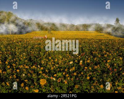 Champs de tournesol aériens - vue du drone supérieur des champs de tournesol à pleine fleur dans l'état du jardin du New Jersey. Cette image est également disponible en tant que Banque D'Images