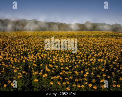 Champs de tournesol aériens - vue du drone supérieur des champs de tournesol à pleine fleur dans l'état du jardin du New Jersey. Cette image est également disponible en noir Banque D'Images