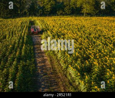 Champs de tournesol aériens - vue du drone supérieur des champs de tournesol à pleine fleur dans l'état du jardin du New Jersey. Cette image est également disponible en noir Banque D'Images