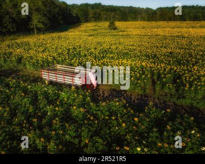 Champs de tournesol aériens - vue du drone supérieur des champs de tournesol à pleine fleur dans l'état du jardin du New Jersey. Cette image est également disponible en noir Banque D'Images