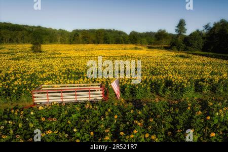 Champs de tournesol aériens - vue du drone supérieur des champs de tournesol à pleine fleur dans l'état du jardin du New Jersey. Cette image est également disponible en noir Banque D'Images