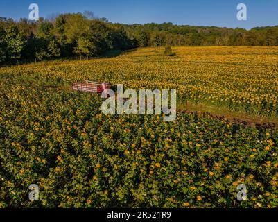 Champs de ferme de tournesol aérienne - vue du drone supérieur des champs de tournesol à pleine fleur dans l'état du jardin du New Jersey. Cette image est également disponible en tant que Banque D'Images