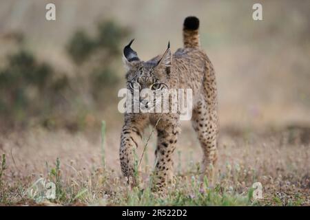 Lynx ibérique sauvage avec des fourrures à pois marchant sur un terrain herbeux dans la nature Banque D'Images