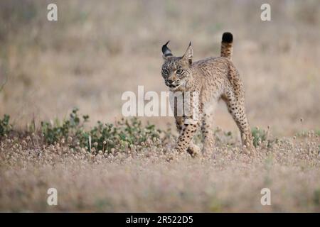 Lynx ibérique sauvage avec des fourrures à pois marchant sur un terrain herbeux dans la nature Banque D'Images