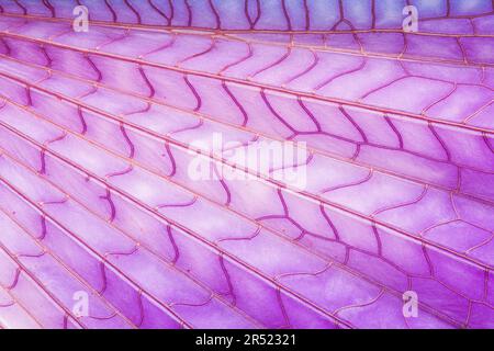 Vue de dessus d'un motif rose et jaune transparent interconnecté de trémie à ailettes violettes comme un arrière-plan de texture dans des couleurs vives Banque D'Images
