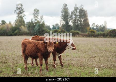 Vaches brunes domestiques paissant dans un pré herbacé près de la forêt le jour d'été dans la campagne de Temuco Banque D'Images