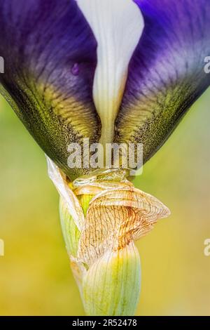 Iris en fleurs - vue rapprochée d'un iris à barbe violet, d'une goutte d'eau après une douche à effet pluie et d'un fond jaune doux et gratuit. Cet imag Banque D'Images
