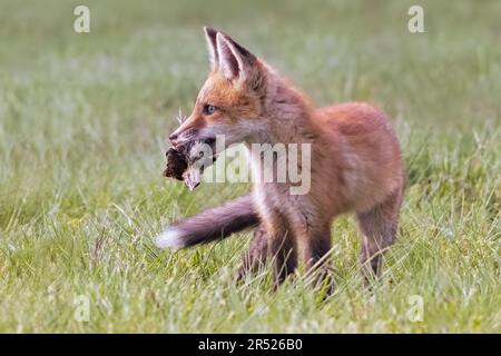 Repas de kit de renard rouge - Un kit de renard rouge oiseau fièrement dans sa bouche un oiseau que maman a ramené pour ses kits. Cette image est également disponible en noir et blanc Banque D'Images