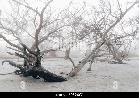 Des arbres morts de front sur la plage de Jekyll Island Georgia Driftwood Beach pendant une journée de brouillard Banque D'Images