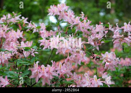 Rhododendron occidentale, communément appelé Azalea de l'Ouest, en fleur Banque D'Images
