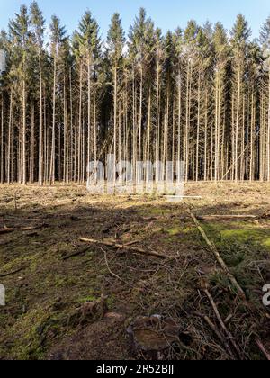Abattage plaine dans une forêt de pins qui a été plantée dans le passé Banque D'Images