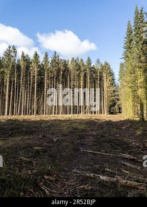 Abattage plaine dans une forêt de pins qui a été plantée dans le passé Banque D'Images