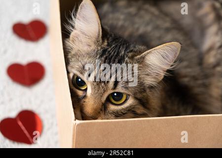 La Saint-Valentin du chat, un chat curieux qui se trouve dans une boîte en carton le jour de la Saint-Valentin. Banque D'Images