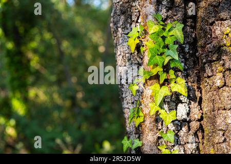 Proche-uo de simples feuilles d'ivoire vert poussant sur un arbre. Banque D'Images