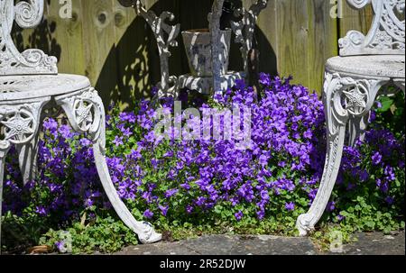 Les fleurs de Campanula, communément appelées fleurs de tournesol, poussent sur un petit jardin urbain patio pendant une journée chaude au printemps du Royaume-Uni Banque D'Images