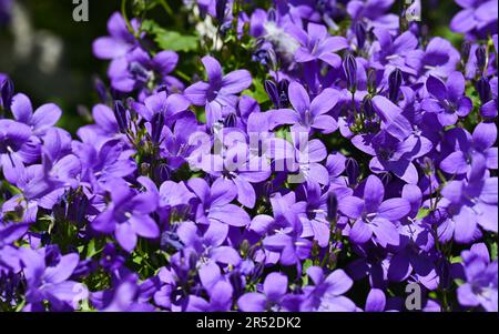 Les fleurs de Campanula, communément appelées fleurs de tournesol, poussent sur un petit jardin urbain patio pendant une journée chaude au printemps du Royaume-Uni Banque D'Images