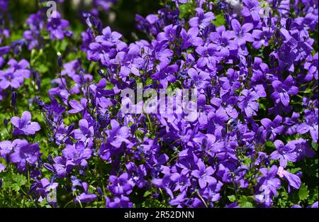 Les fleurs de Campanula, communément appelées fleurs de tournesol, poussent sur un petit jardin urbain patio pendant une journée chaude au printemps du Royaume-Uni Banque D'Images