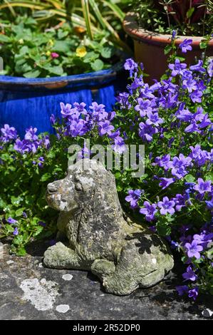 Les fleurs de Campanula, communément appelées fleurs de tournesol, poussent sur un petit jardin urbain patio pendant une journée chaude au printemps du Royaume-Uni Banque D'Images