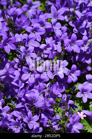 Les fleurs de Campanula, communément appelées fleurs de tournesol, poussent sur un petit jardin urbain patio pendant une journée chaude au printemps du Royaume-Uni Banque D'Images