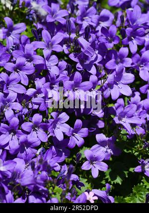 Les fleurs de Campanula, communément appelées fleurs de tournesol, poussent sur un petit jardin urbain patio pendant une journée chaude au printemps du Royaume-Uni Banque D'Images