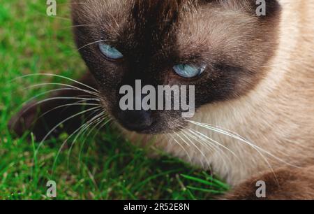 Beau chat brun, siamois, avec les yeux bleus se trouve dans une herbe verte Banque D'Images