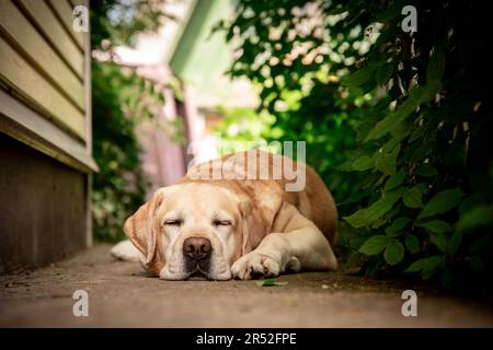 Mignon fauve Labrador se trouve sur un chemin dans le jardin Banque D'Images