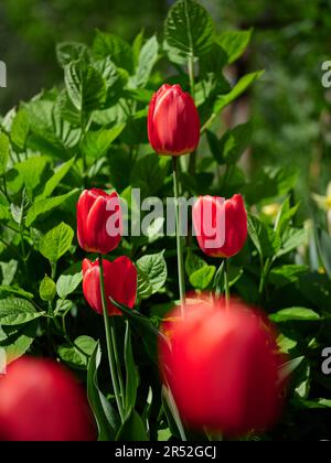 Tulipes rouges poussant dans un jardin. Gros plan. Banque D'Images