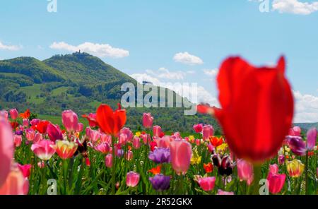 Swabian Alb, environs de Teck, Château de Teck, champ de tulipes Banque D'Images