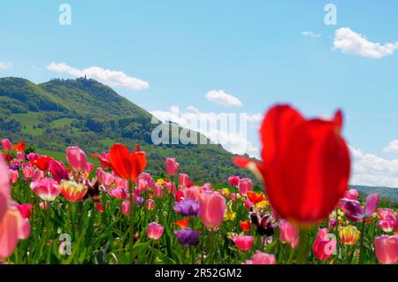 Swabian Alb, environs de Teck, Château de Teck, champ de tulipes Banque D'Images